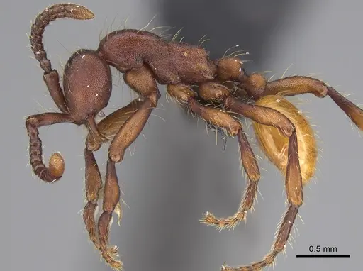 Aenictus koloi specimen KGCOL00552 image kgcol00552_4