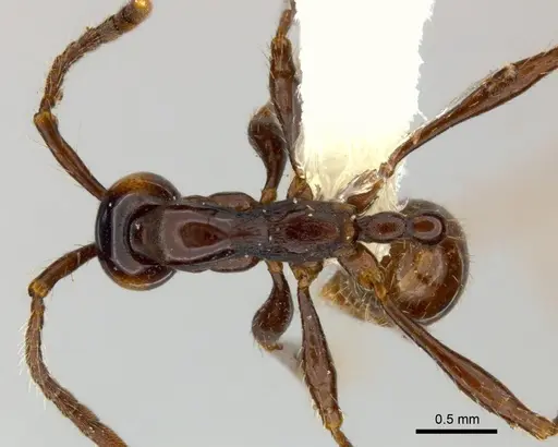 Aenictus laeviceps specimen CASENT0217377 image casent0217377_1