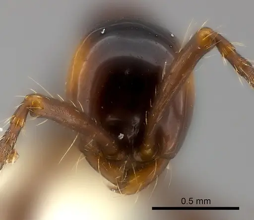 Aenictus laeviceps specimen CASENT0217377 image casent0217377_2