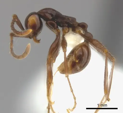 Aenictus laeviceps specimen CASENT0217377 image casent0217377_3