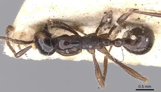 Aenictus laeviceps specimen CASENT0902684 image casent0902684_1
