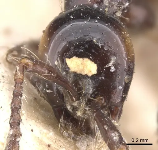 Aenictus laeviceps specimen CASENT0902684 image casent0902684_2
