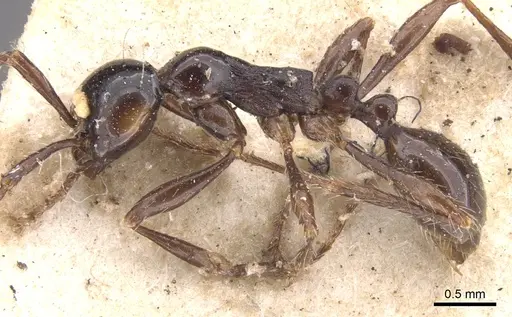 Aenictus laeviceps specimen CASENT0902684 image casent0902684_3