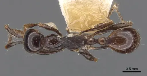 Aenictus laeviceps specimen CASENT0907011 image casent0907011_1