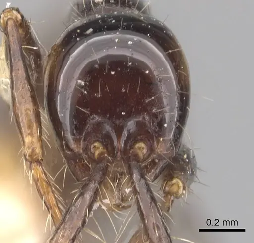 Aenictus laeviceps specimen CASENT0907011 image casent0907011_2