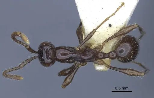 Aenictus laeviceps specimen CASENT0916859 image casent0916859_1