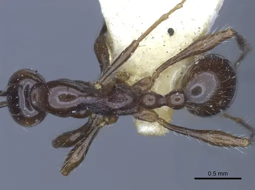 Aenictus laeviceps specimen CASENT0916859 image casent0916859_2