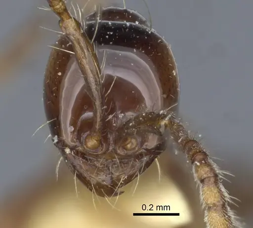 Aenictus laeviceps specimen CASENT0916859 image casent0916859_3