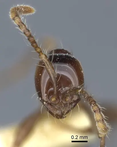 Aenictus laeviceps specimen CASENT0916859 image casent0916859_4