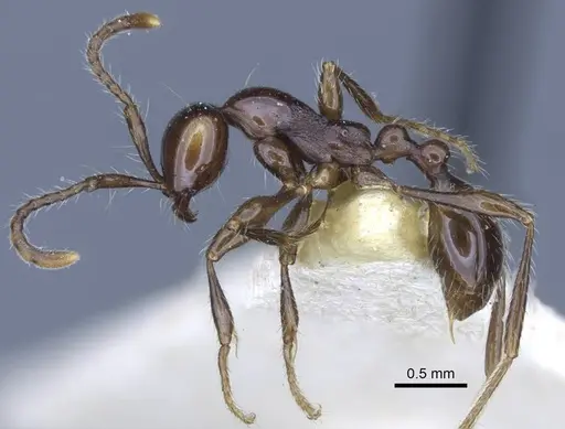 Aenictus laeviceps specimen CASENT0916859 image casent0916859_5