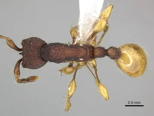 Aenictus latifemoratus specimen CASENT0249280 image casent0249280_1