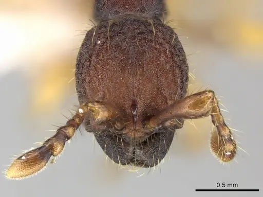 Aenictus latifemoratus specimen CASENT0249280 image casent0249280_2