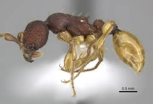 Aenictus latifemoratus specimen CASENT0249280 image casent0249280_3