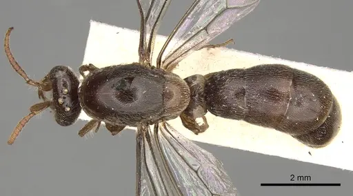 Aenictus latiscapus specimen CASENT0281964 image casent0281964_1