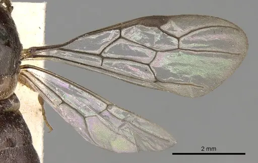 Aenictus latiscapus specimen CASENT0281964 image casent0281964_2