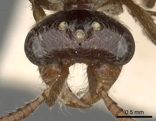 Aenictus latiscapus specimen CASENT0281964 image casent0281964_3