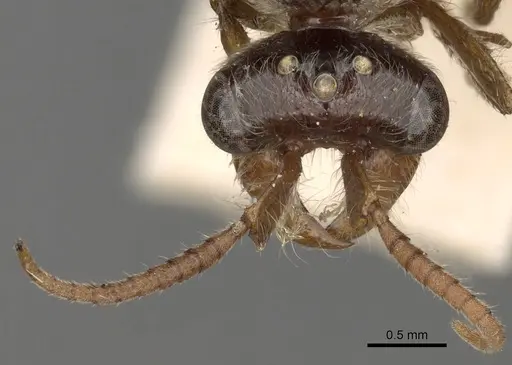Aenictus latiscapus specimen CASENT0281964 image casent0281964_4