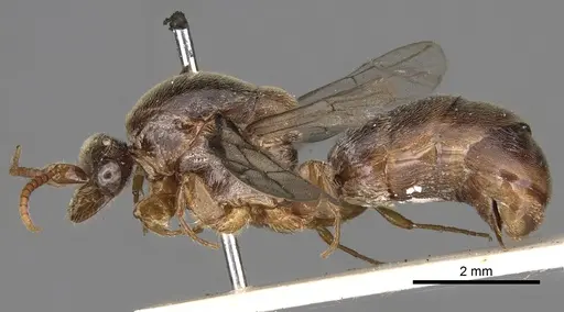 Aenictus latiscapus specimen CASENT0281964 image casent0281964_5