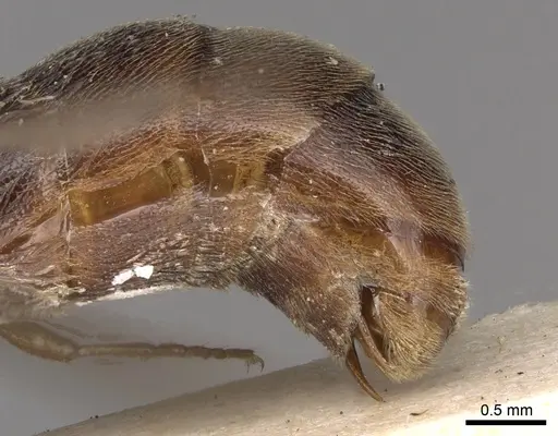 Aenictus latiscapus specimen CASENT0281964 image casent0281964_6