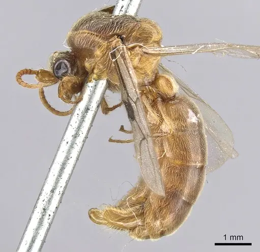 Aenictus latiscapus specimen CASENT0902694 image casent0902694_3