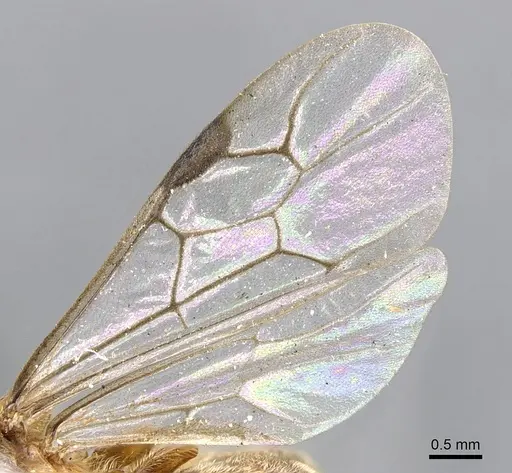 Aenictus latiscapus specimen CASENT0902694 image casent0902694_4