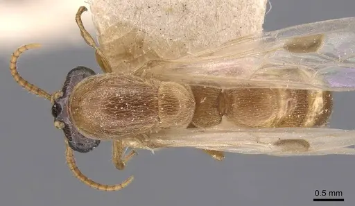 Aenictus latiscapus specimen CASENT0907009 image casent0907009_1