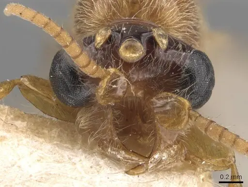 Aenictus latiscapus specimen CASENT0907009 image casent0907009_2