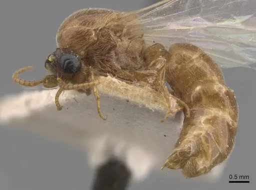 Aenictus latiscapus specimen CASENT0907009 image casent0907009_3