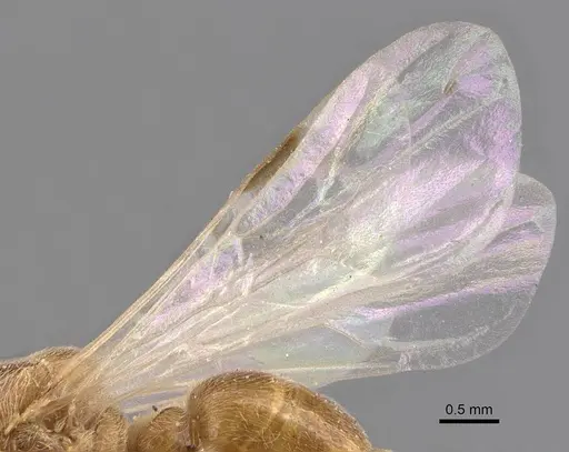 Aenictus latiscapus specimen CASENT0907009 image casent0907009_4