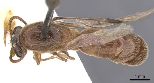 Aenictus latiscapus specimen CASENT0907010 image casent0907010_1