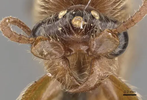 Aenictus latiscapus specimen CASENT0907010 image casent0907010_2