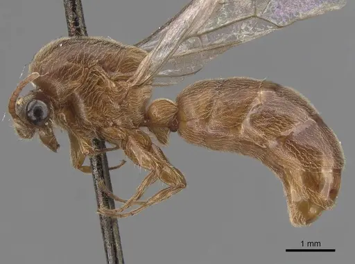 Aenictus latiscapus specimen CASENT0907010 image casent0907010_3