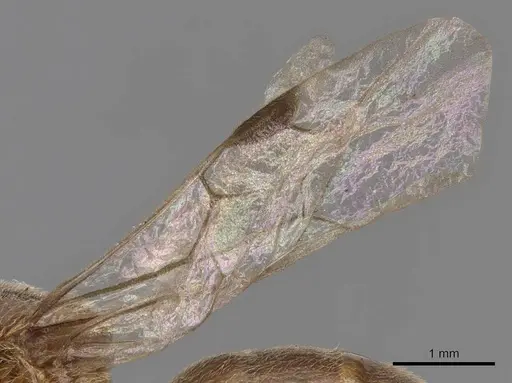 Aenictus latiscapus specimen CASENT0907010 image casent0907010_4