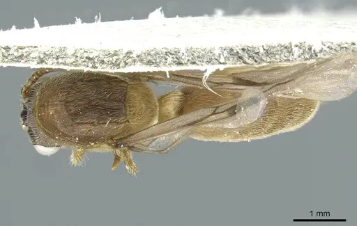 Aenictus latiscapus specimen CASENT0911431 image casent0911431_1