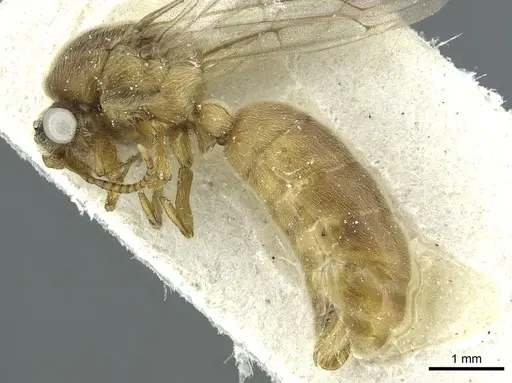 Aenictus latiscapus specimen CASENT0911431 image casent0911431_2