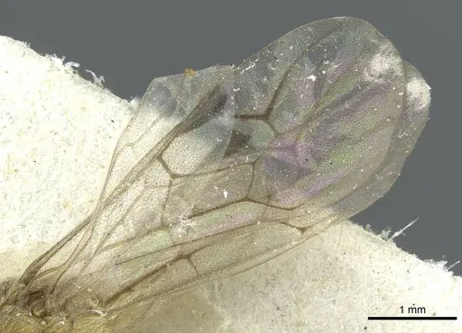 Aenictus latiscapus specimen CASENT0911431 image casent0911431_3