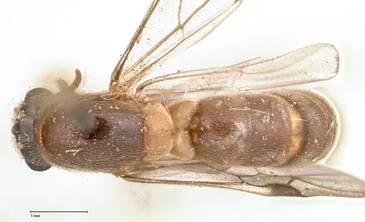 Aenictus latiscapus specimen FOCOL0385 image focol0385_1