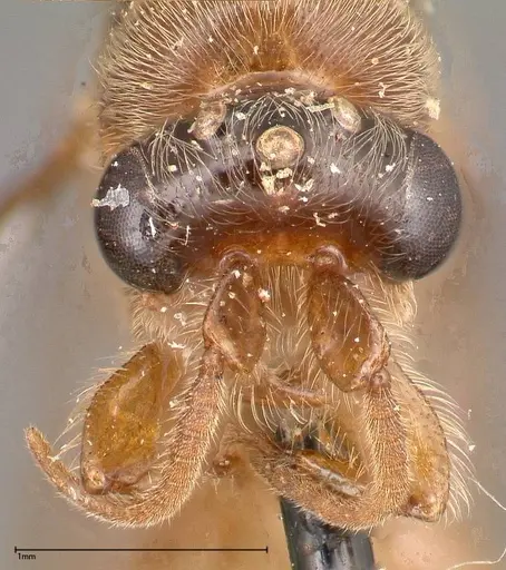 Aenictus latiscapus specimen FOCOL0385 image focol0385_2