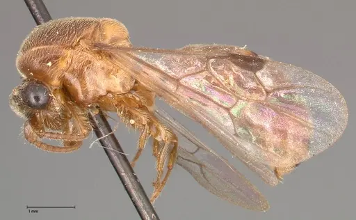 Aenictus latiscapus specimen FOCOL0385 image focol0385_3