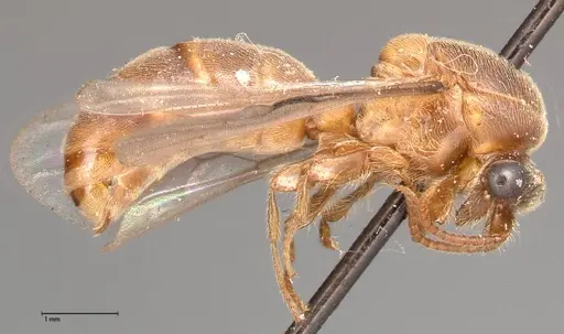 Aenictus latiscapus specimen FOCOL0385 image focol0385_4