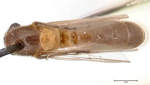 Aenictus latiscapus specimen FOCOL0386 image focol0386_1