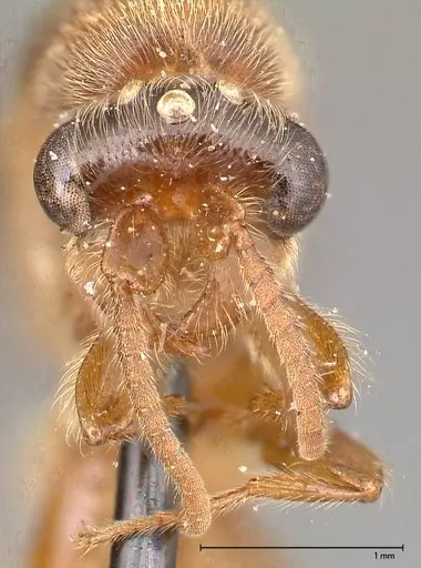 Aenictus latiscapus specimen FOCOL0386 image focol0386_2