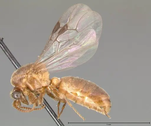 Aenictus latiscapus specimen FOCOL0386 image focol0386_3