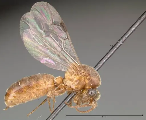 Aenictus latiscapus specimen FOCOL0386 image focol0386_4