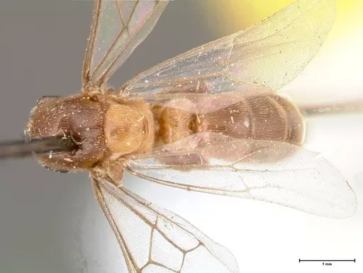 Aenictus latiscapus specimen FOCOL0387 image focol0387_1
