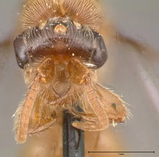 Aenictus latiscapus specimen FOCOL0387 image focol0387_2