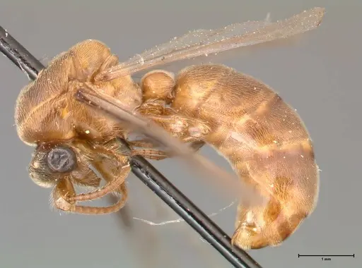 Aenictus latiscapus specimen FOCOL0387 image focol0387_3