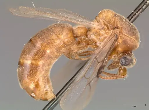 Aenictus latiscapus specimen FOCOL0387 image focol0387_4