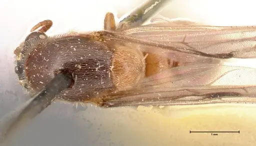 Aenictus latiscapus specimen FOCOL0388 image focol0388_1