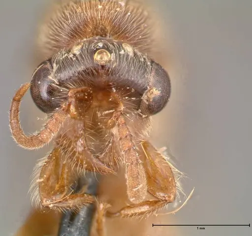 Aenictus latiscapus specimen FOCOL0388 image focol0388_2